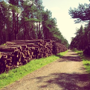 Tentsmuir Forest, Scotland, Cycling, National Cycle Network, Dundee,