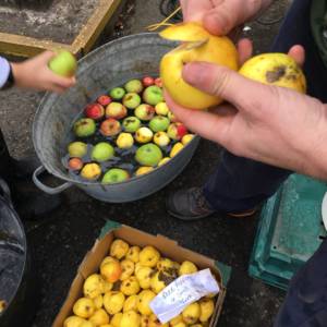 Hands wash homegrown apples in preparation for pressing them for juice as part of a climate justice event