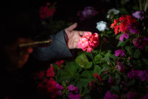 A night photograph. A torch shines on a hand reaching out towards a pink flower.