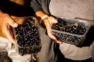 Photograph of two people holding punnets of berries