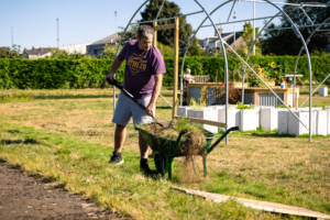 Photograph of a man shovelling turf into a wheelbarrow. He is wearing a purple tshirt and grey shorts, behind him in the garden there are raised growing beds.