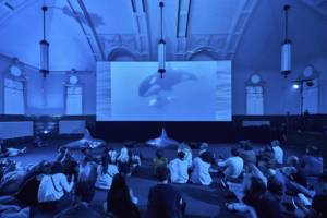 Photograph of an audience sat on the floor of a blue lit, ornate room, facing a screen with projected images of killer whales shown.