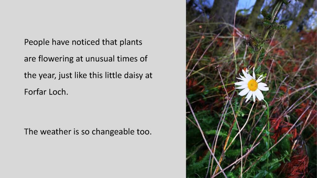 A photograph of a daisy growing amongst brambles. Black text to the left of the image reads: "People have noticed that plants are flowering at unusual times of the year, just like this little dairy at Forfar Loch. The weather is so changeable too."