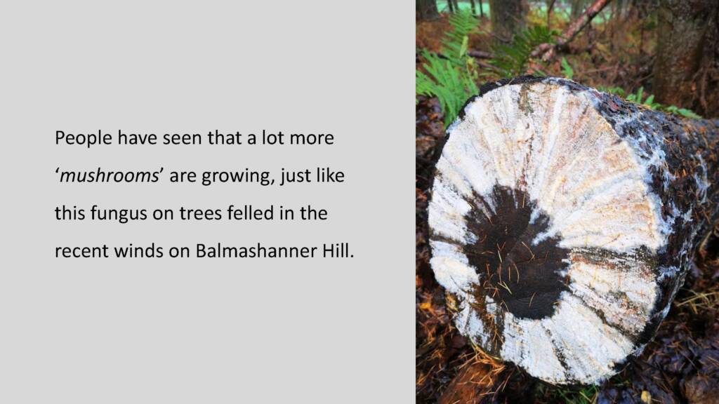 A photograph of fungus growing on a felled tree. Black text to the left of the image reads: People have seen that a lot more 'mushrooms' are growing, just like this fungus on tress felled in the recent winds on Balmashanner Hill.