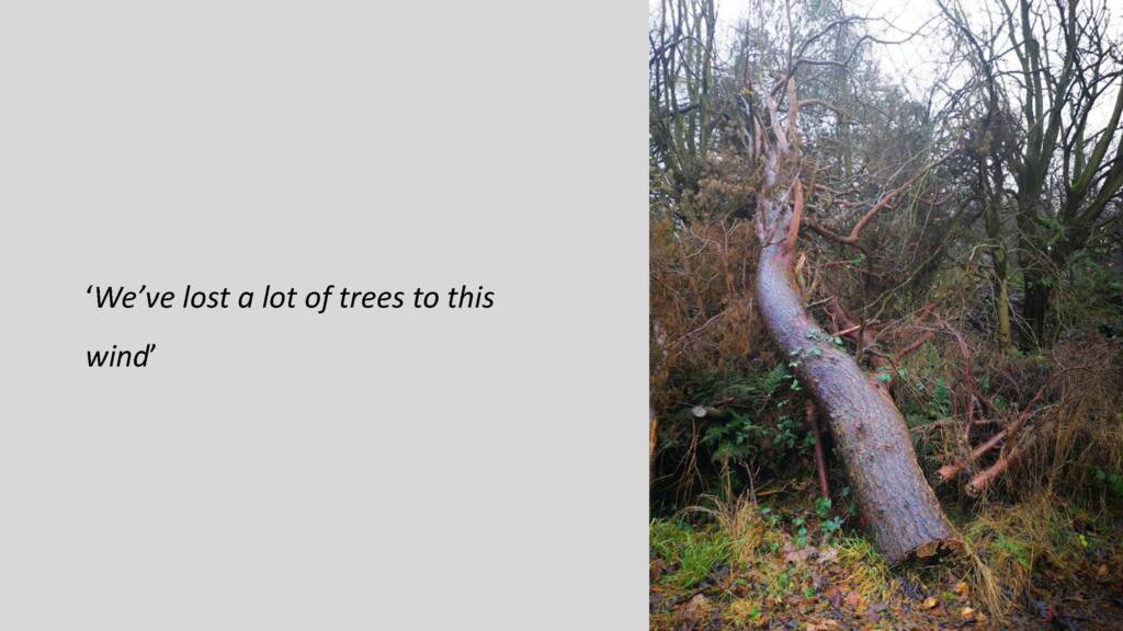 Photographed of a large felled tree. Black text to the left of the image reads: "We've lost a lot of trees to this wind"